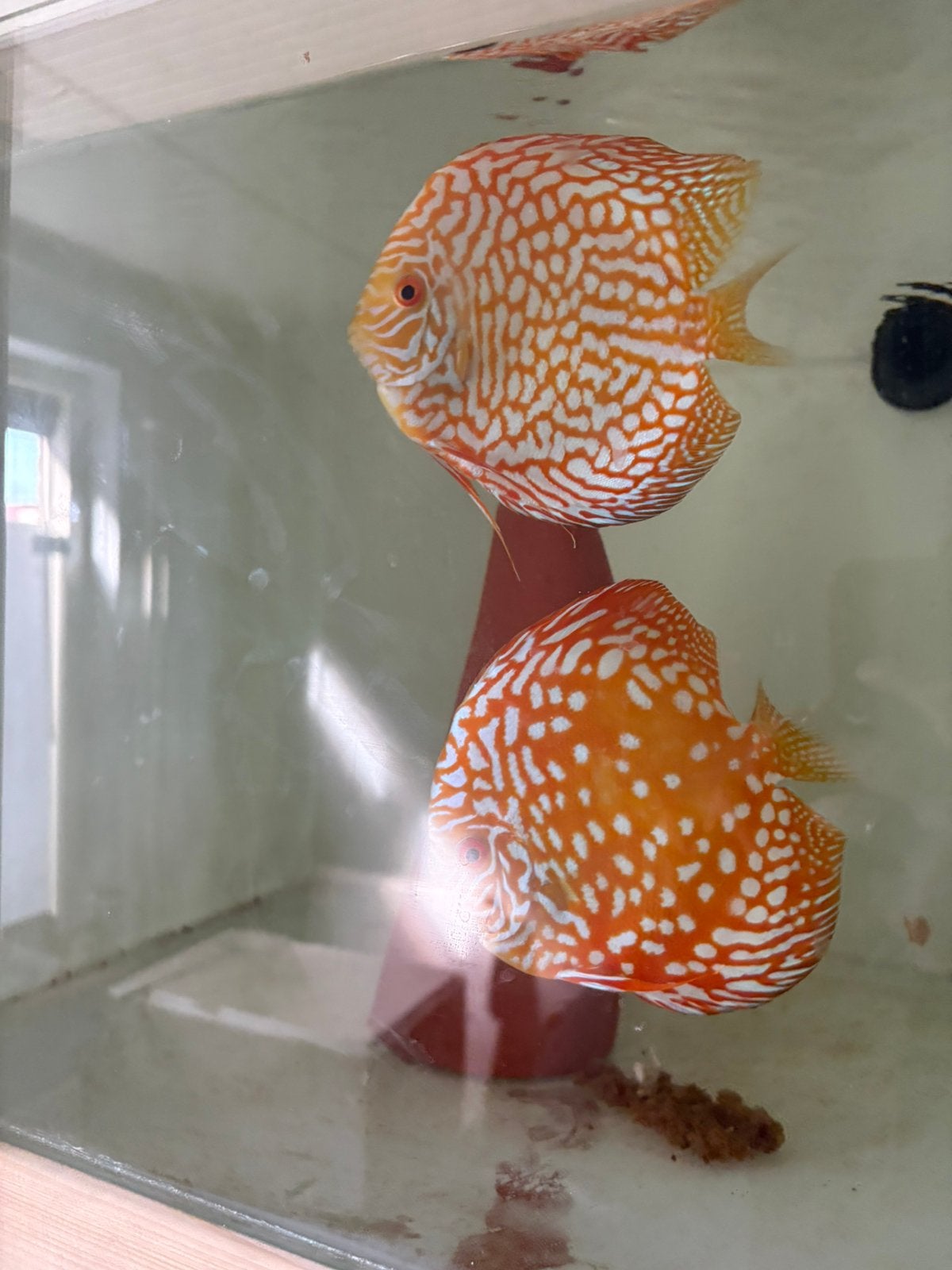 Yellow checkerboard discus koppel, Dieren en Toebehoren, Vis