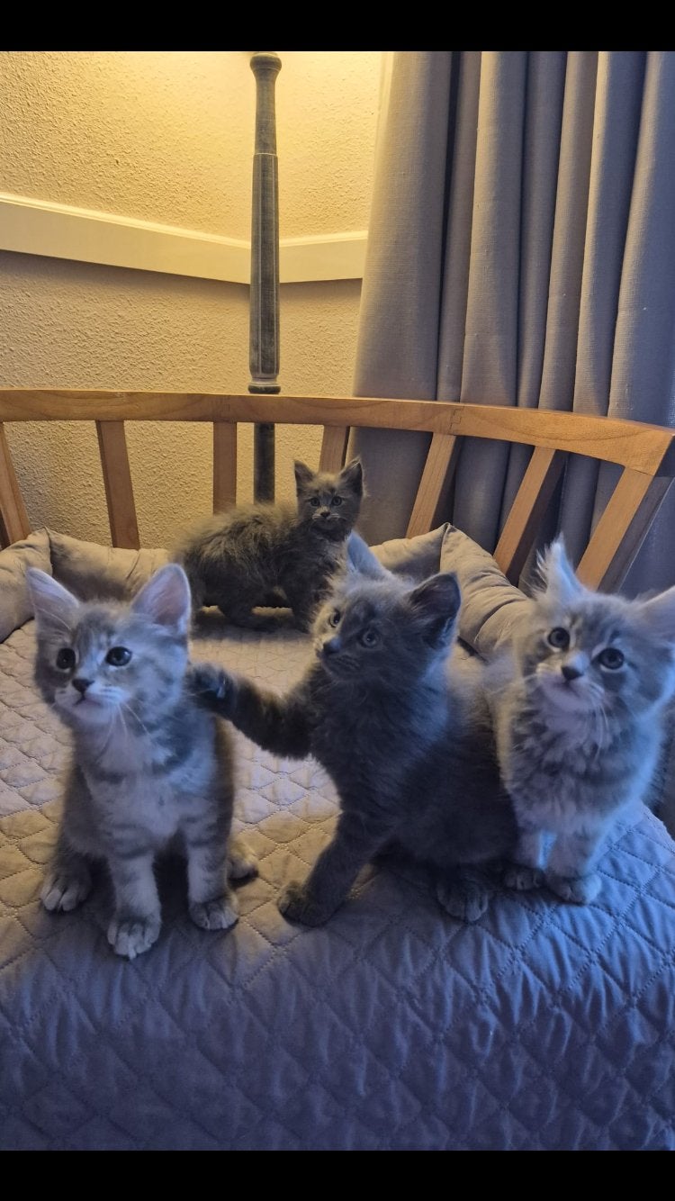 Maine coon kittens, Meerdere dieren, Gechipt