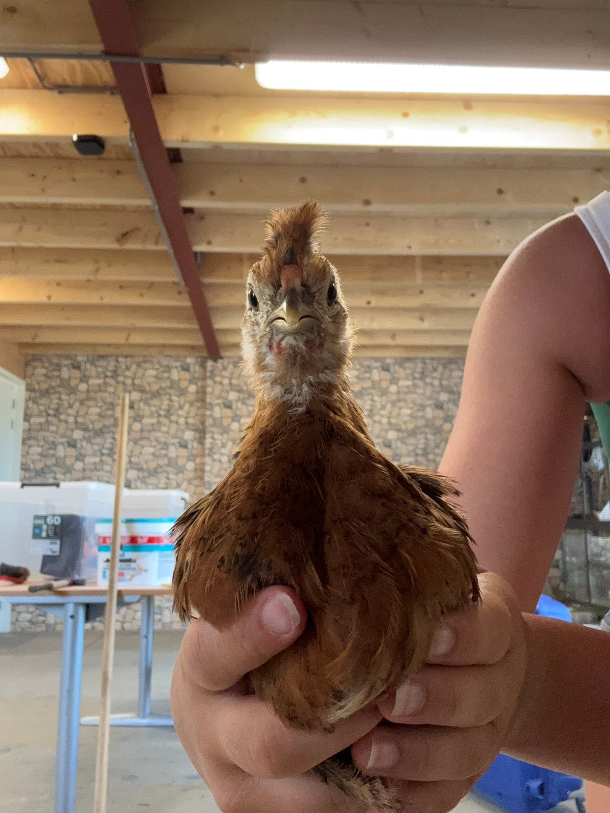 4 hennen, Dieren en Toebehoren, Pluimvee, Vrouwelijk, Kip