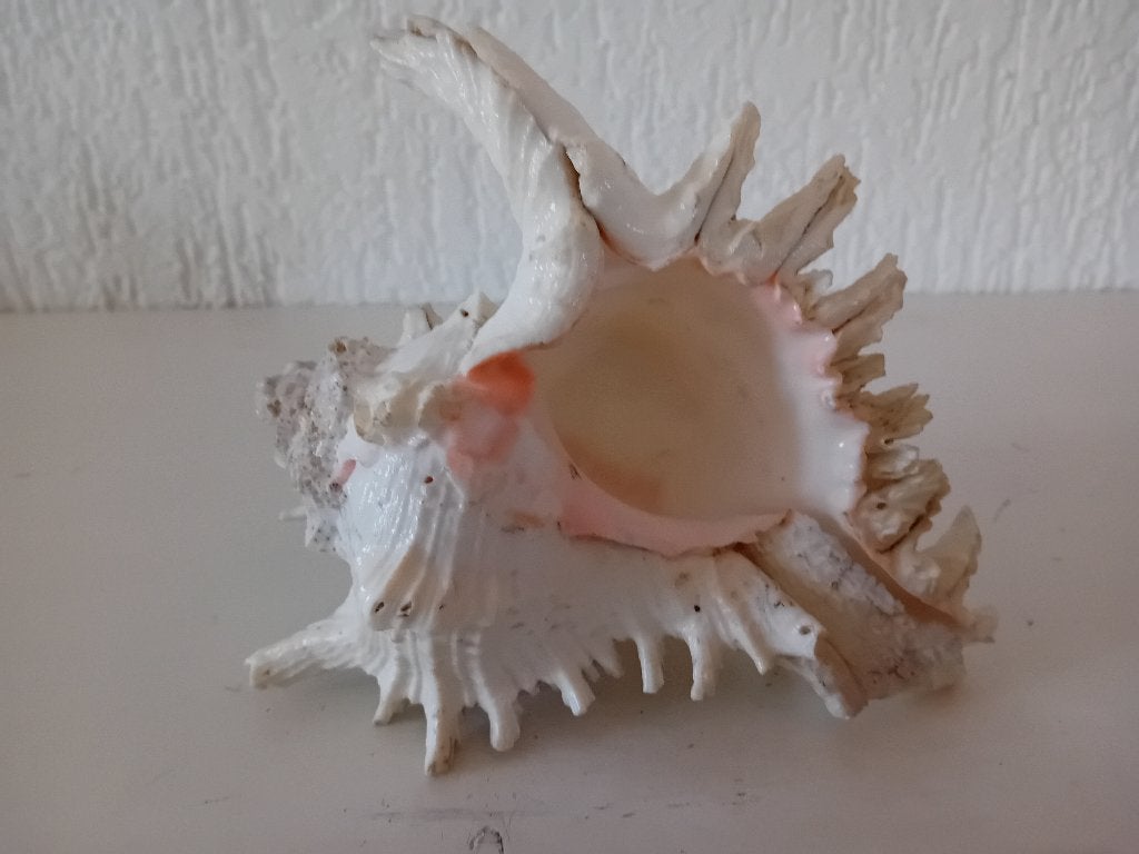ramose murex zeeschelp, Ophalen of Verzenden, Schelp(en)