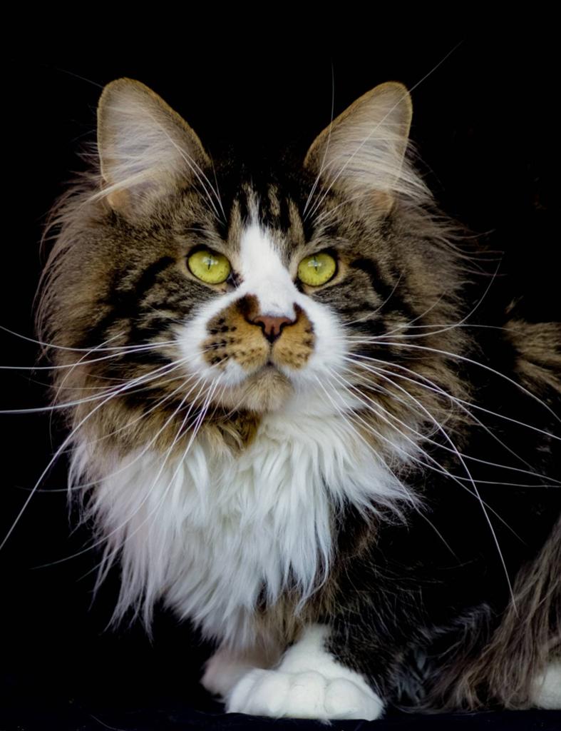 Maine coon kittens zoeken gouden mand, Dieren en Toebehoren, Katten en Kittens | Raskatten | Langhaar, Meerdere dieren, Met stamboom