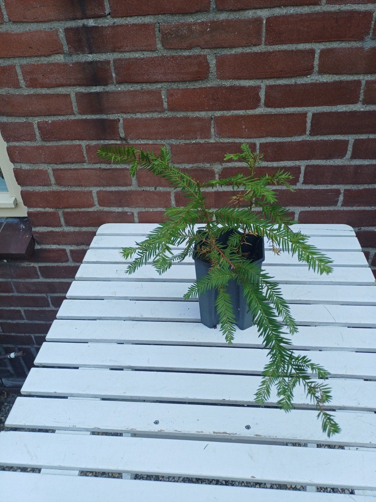 Californische Sequoia (Sequoia sempervirens) - Jonge plant, Ophalen