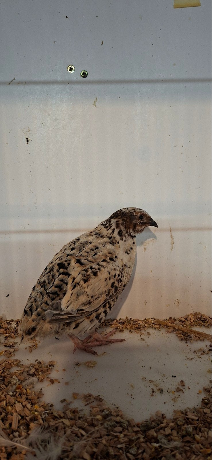 Kwartel haantje, Dieren en Toebehoren, Mannelijk