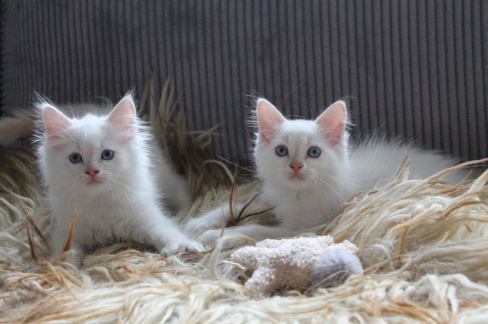 Lieve ragdoll katers, blue point en red/ cream point 10weken, Dieren en Toebehoren, Meerdere dieren, Gechipt