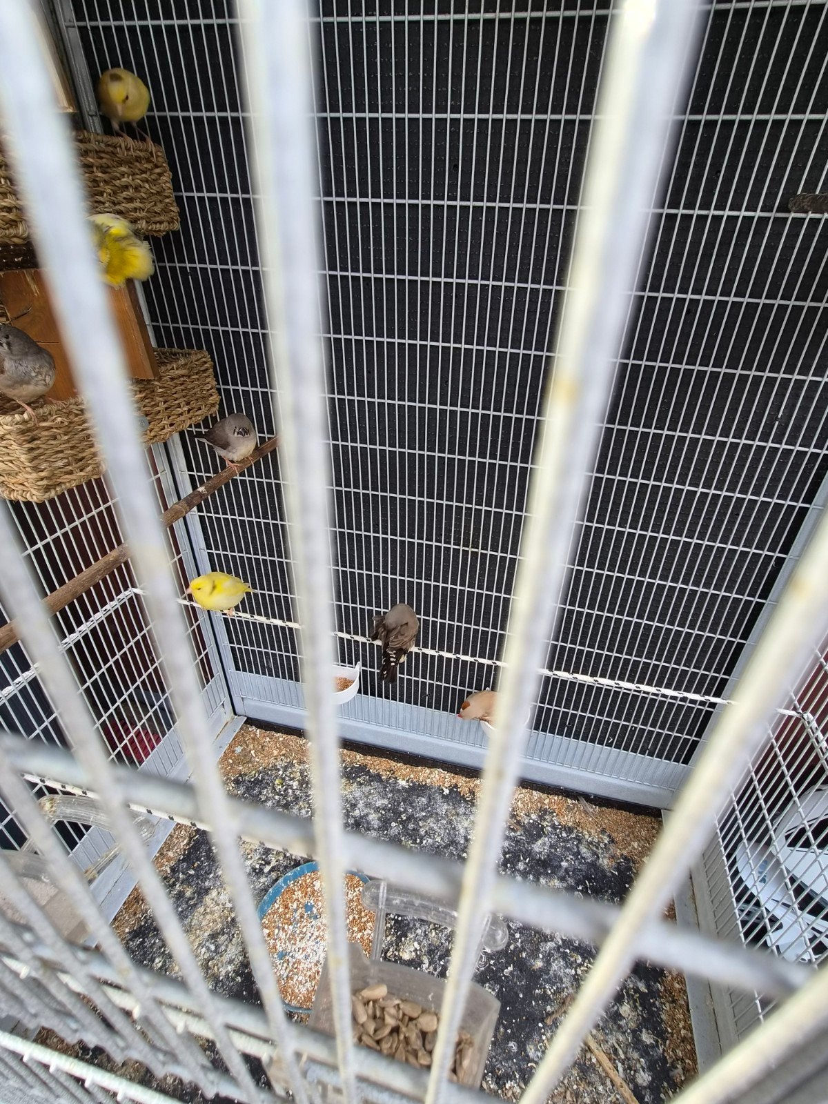 6 zebravınk, Meerdere dieren