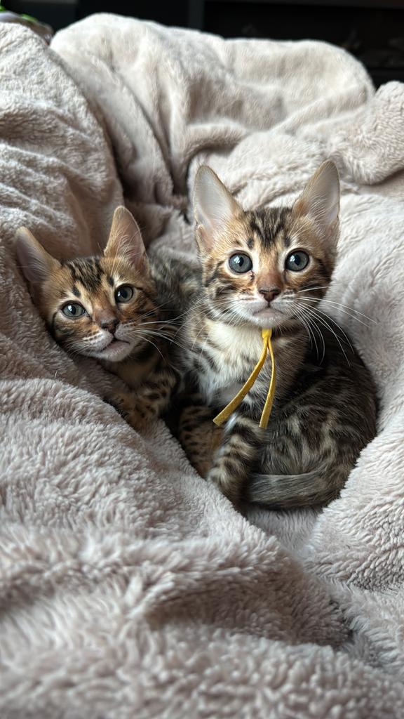 Prachtige bengaal kittens met stamboom, Dieren en Toebehoren, Katten en Kittens | Raskatten | Korthaar, Meerdere dieren, Met stamboom