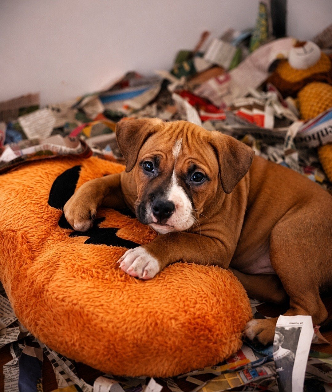 american bully pocket bully 11 weken, Dieren en Toebehoren, Parvo, Overige rassen, 8 tot 15 weken, Meerdere