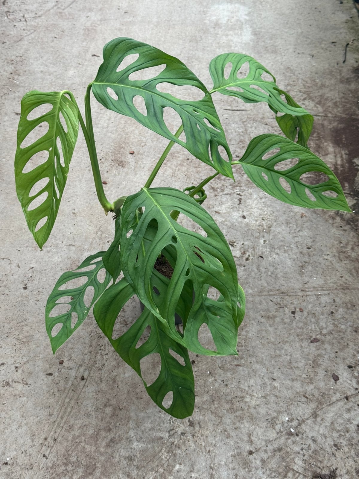 Monstera Esquelito big leaf, Ophalen of Verzenden, Halfschaduw, Minder dan 100 cm