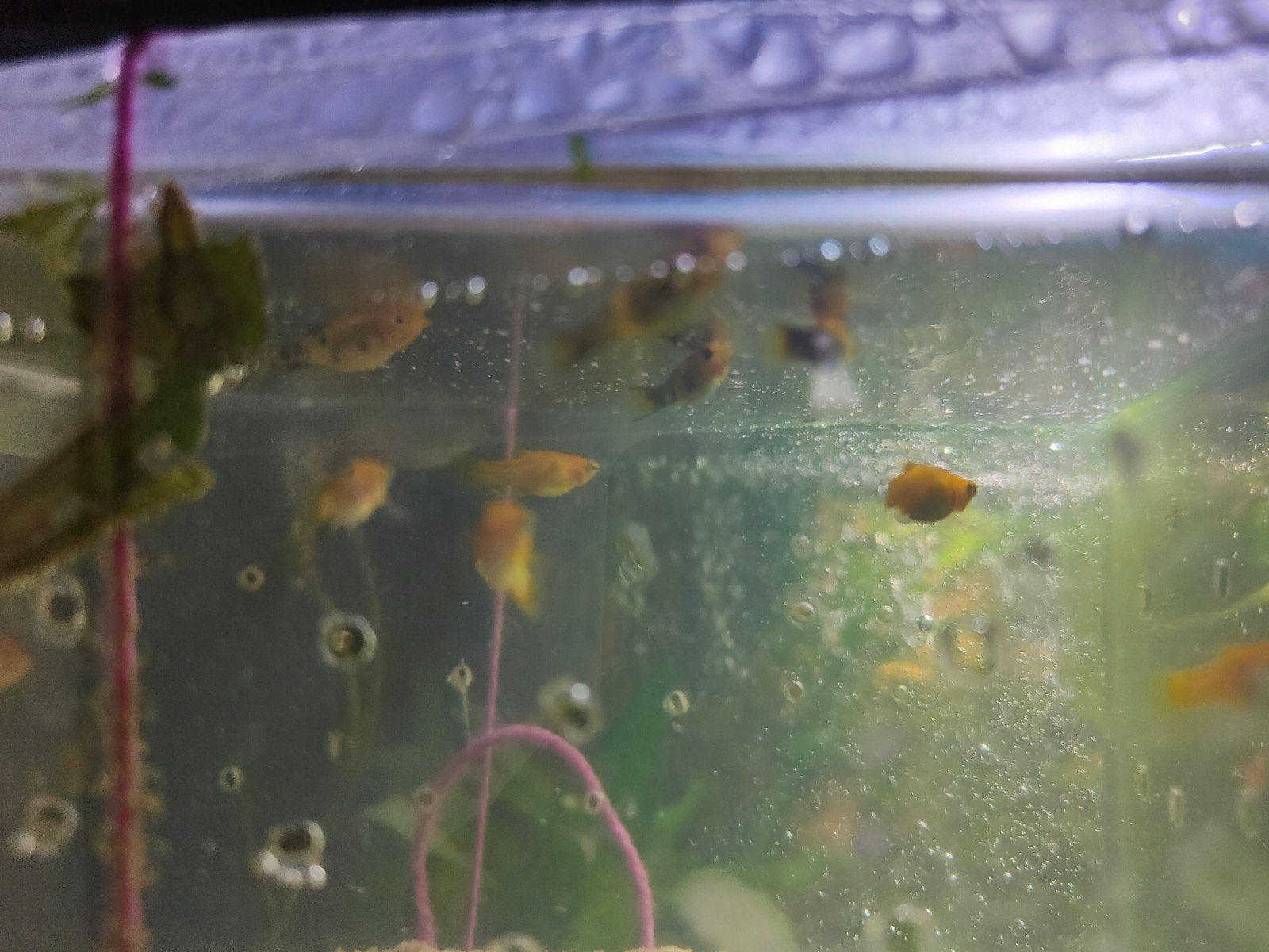 Baby mollies, Dieren en Toebehoren, Vis, Zoetwatervis