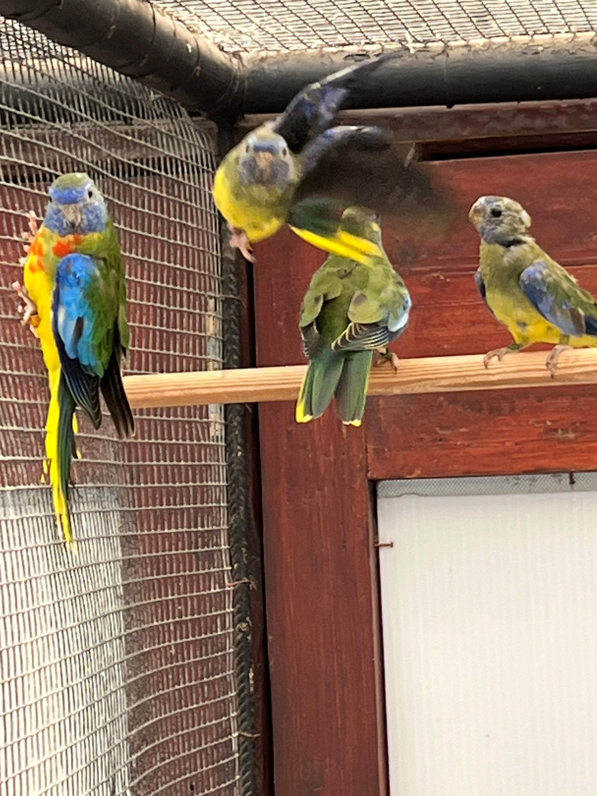 Splendid WK-Violet EF en DF, Dieren en Toebehoren, Meerdere dieren, Parkiet, Geringd
