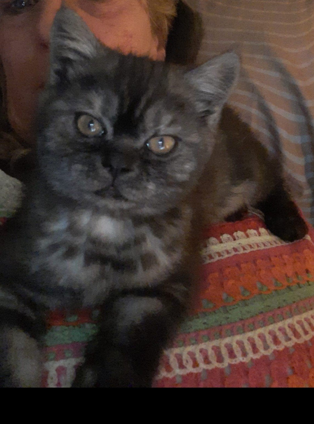Te koop tabbykleurige britse korthaar kitten!, Dieren en Toebehoren, Katten en Kittens | Raskatten | Korthaar, Meerdere dieren