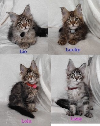 Mooie Maine Coon kittens. Mogen al verhuizen., Dieren en Toebehoren, Meerdere dieren, Met stamboom, 0 tot 2 jaar