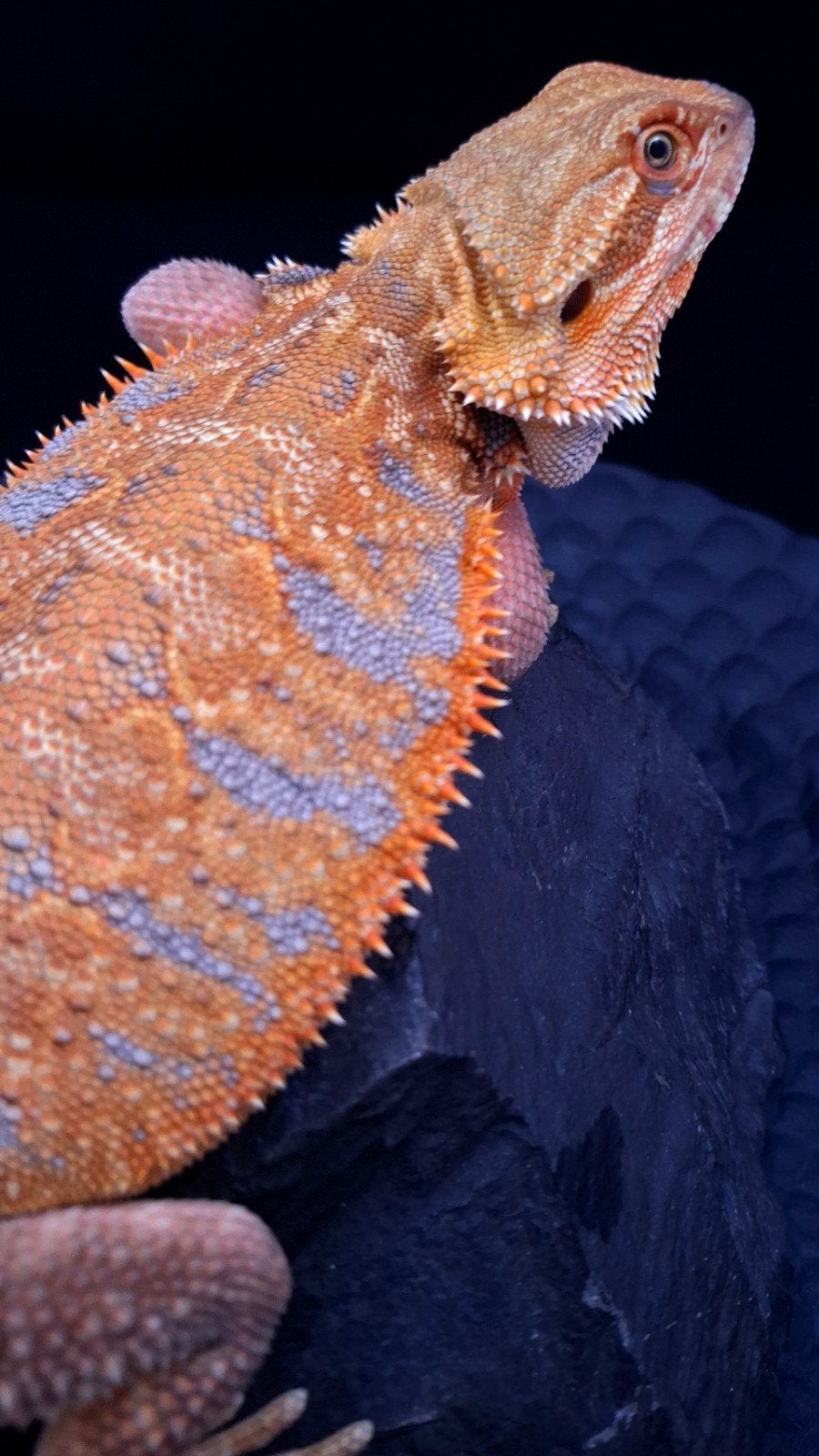 Aanbieding! 50% Red Monster Blue Tiger Triple het (Holdback), Dieren en Toebehoren, Reptielen en Amfibieën, Hagedis, Tam, 0 tot 2 jaar