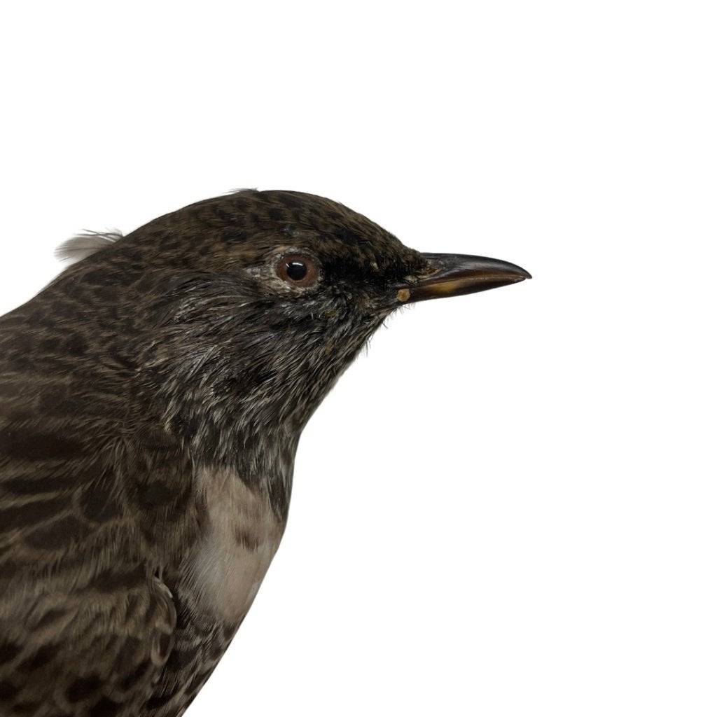 Opgezette Beflijster, Ophalen of Verzenden, Zo goed als nieuw, Vogel, Opgezet dier