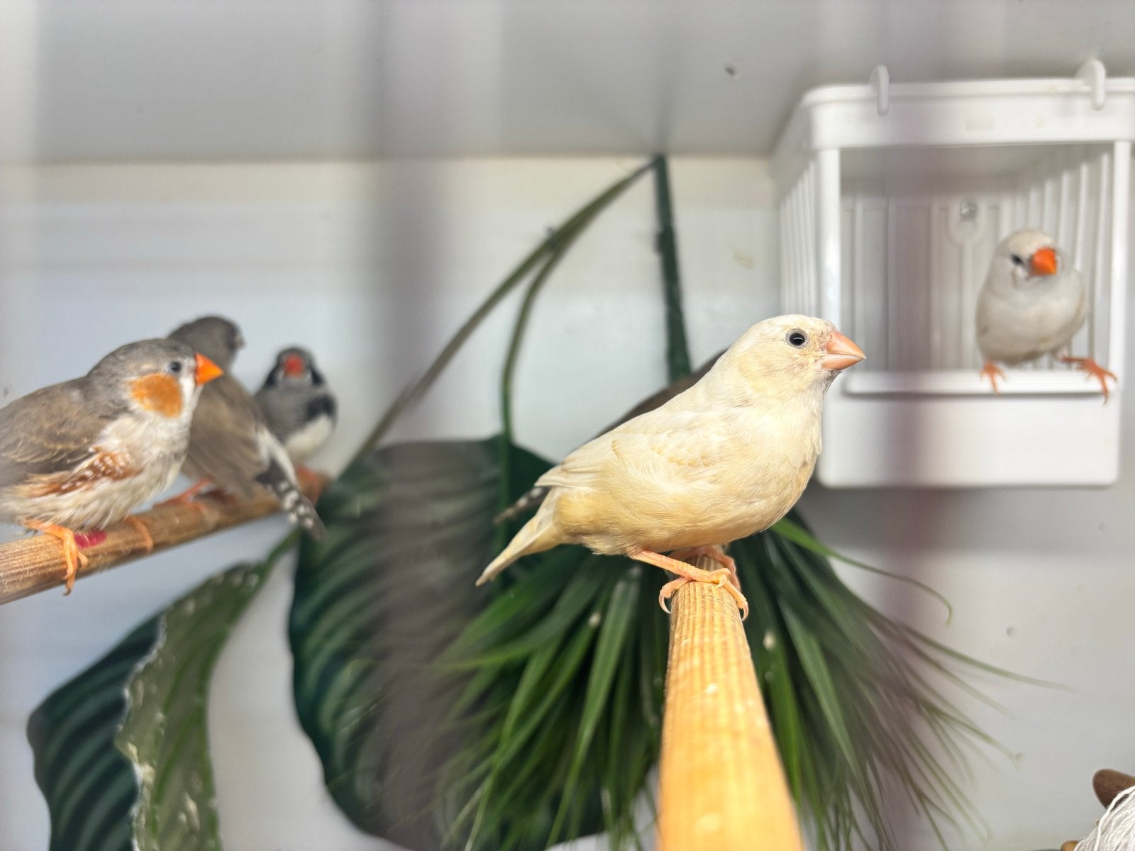 Zebravinken, Dieren en Toebehoren, Meerdere dieren