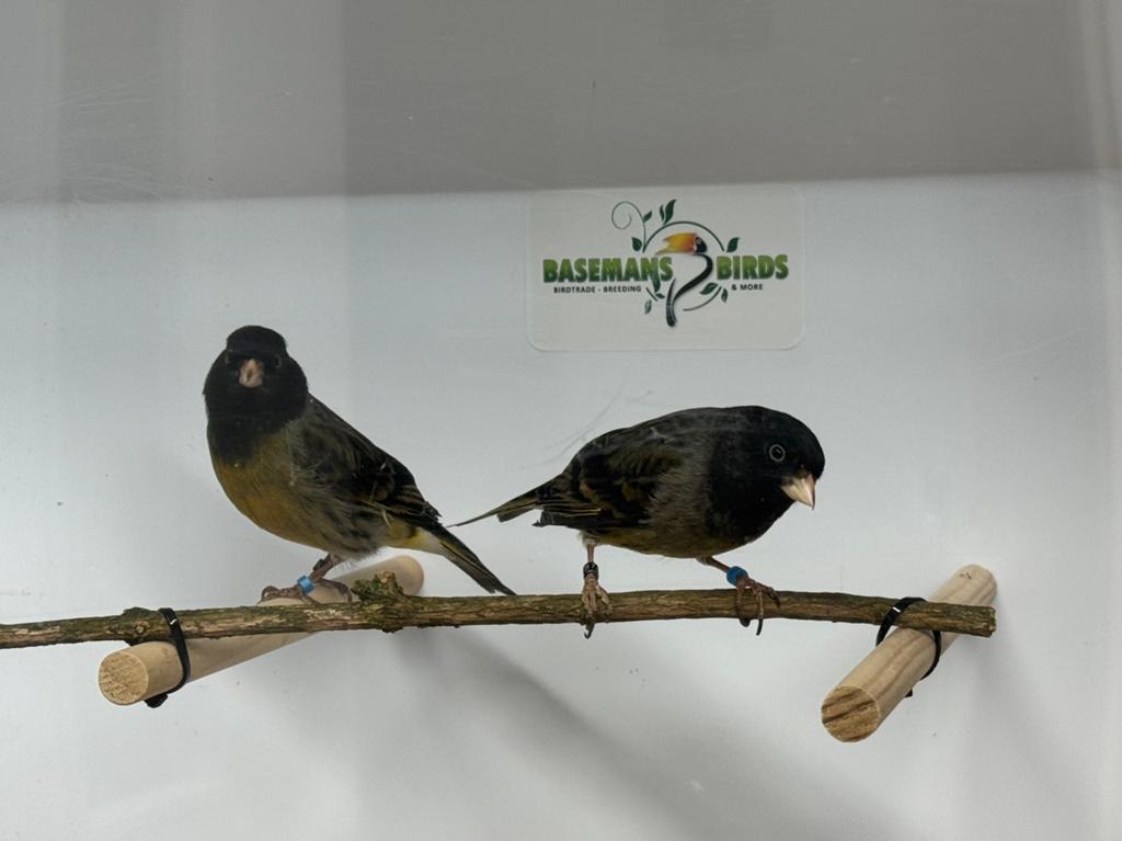 Bastaard zwarte sijs x kanarie, Mannelijk, Geringd