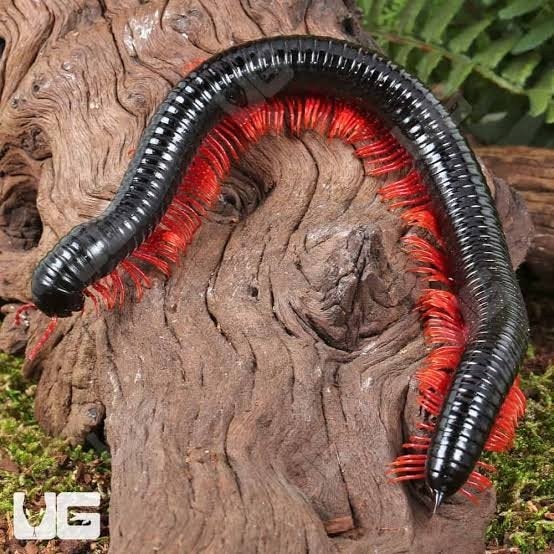 Gezocht: miljoenpoten met rode poten, Dieren en Toebehoren, Insecten en Spinnen