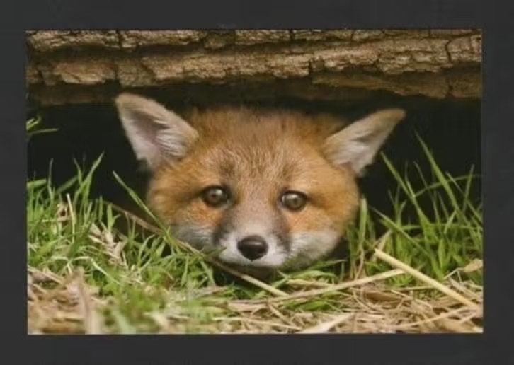 Vos Vulpes Vulpes Onder Boomstam., Ophalen of Verzenden, 1980 tot heden, Ongelopen, Wild dier