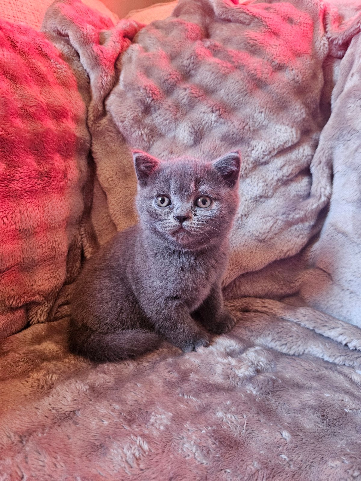 Britse korthaar kittens, Kater, Gechipt, 0 tot 2 jaar