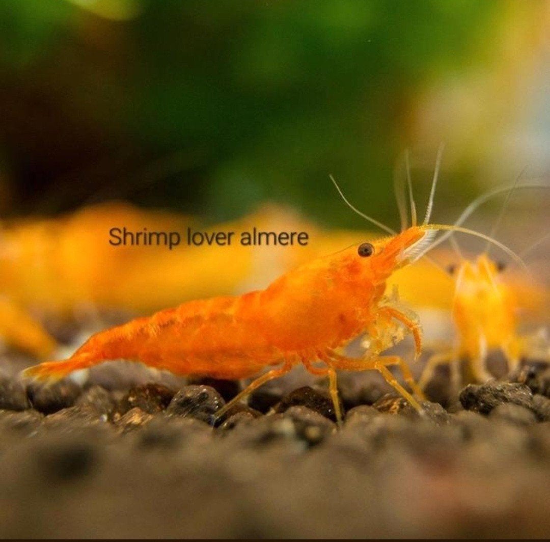 neocaridina Orange sakura garnalen, Dieren en Toebehoren, Vissen | Aquariumvissen, Kreeft, Krab of Garnaal, Zoetwatervis