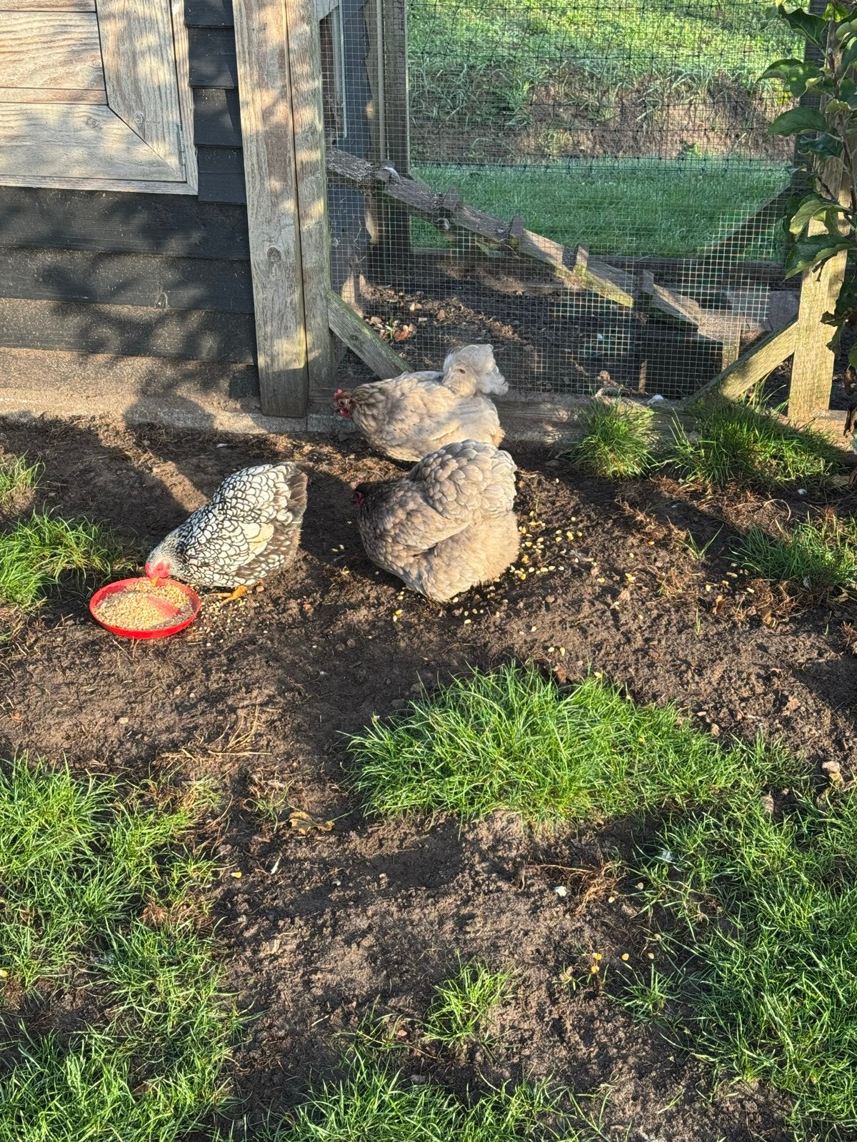 Kippen te koop, Dieren en Toebehoren, Vrouwelijk, Kip