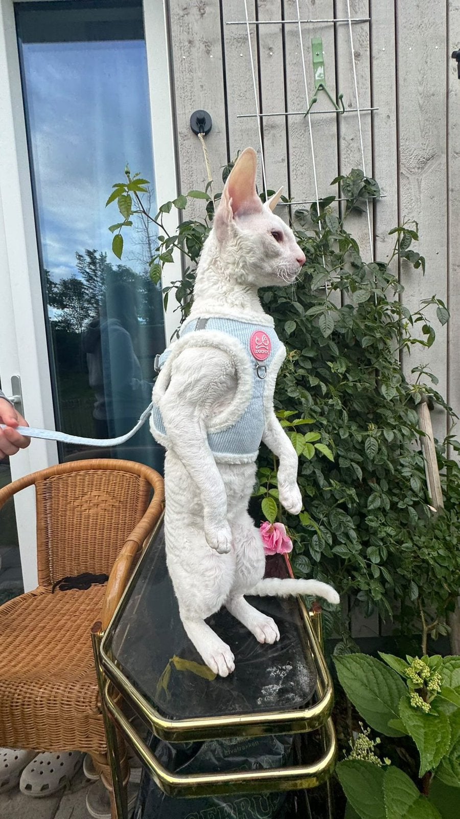 Cornish Rex kater 10 maanden oud, Dieren en Toebehoren, Katten en Kittens | Raskatten | Korthaar, Kater, Gechipt, 0 tot 2 jaar