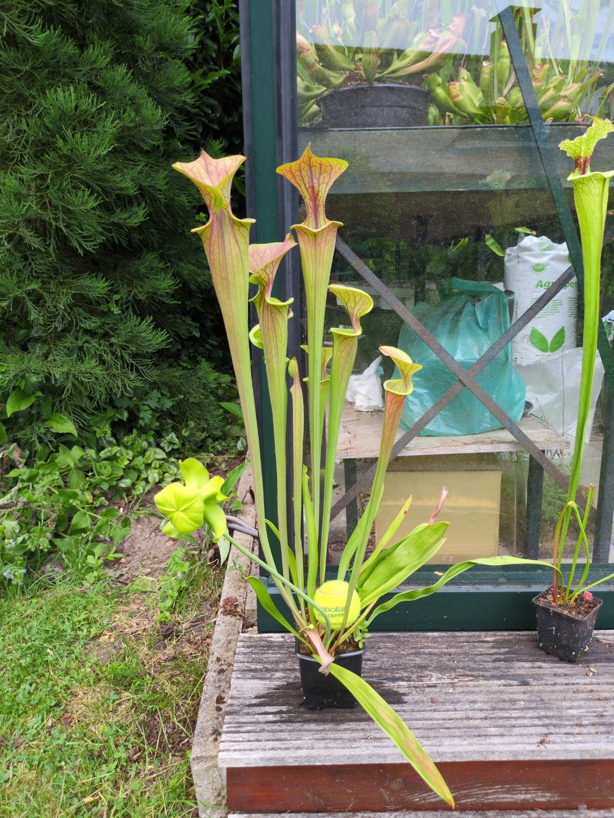 Sarracenia flava var. Atropurpurea, trompetbekerplant F27C, Ophalen, Overige soorten, Volle zon