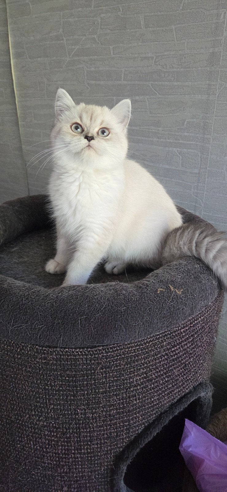 100% britse korthaar kitten, Dieren en Toebehoren, Poes, Gechipt, 0 tot 2 jaar