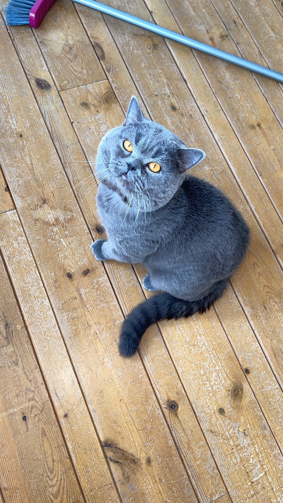 Britse korthaar dekaters, Poes, Gechipt, 0 tot 2 jaar