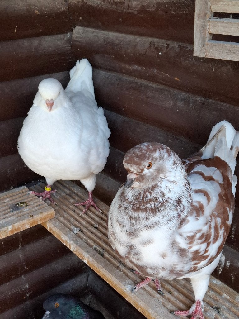 KING sierduiven, Dieren en Toebehoren, Meerdere dieren, Overige soorten