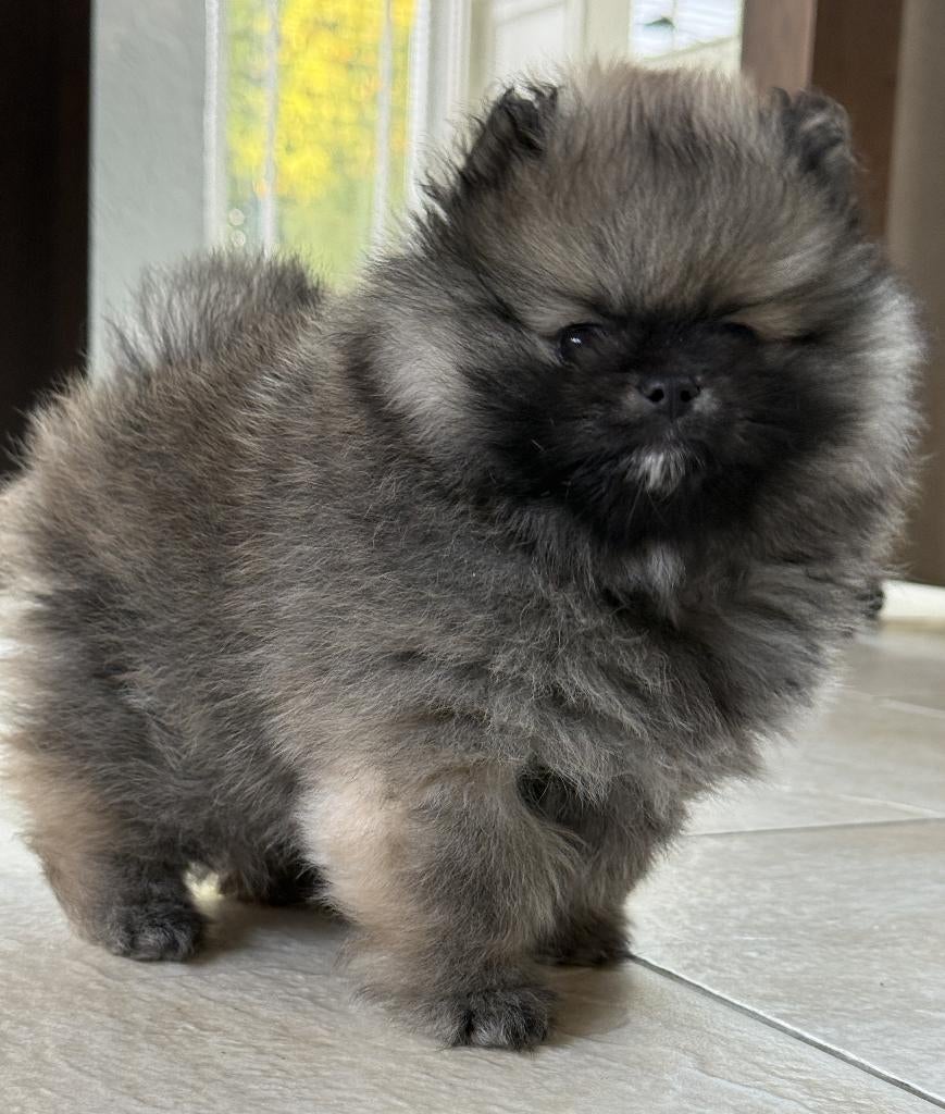 dwergkees/pomeriaan pup reutje met FCI stamboom, Parvo, Keeshond, Reu, 8 tot 15 weken