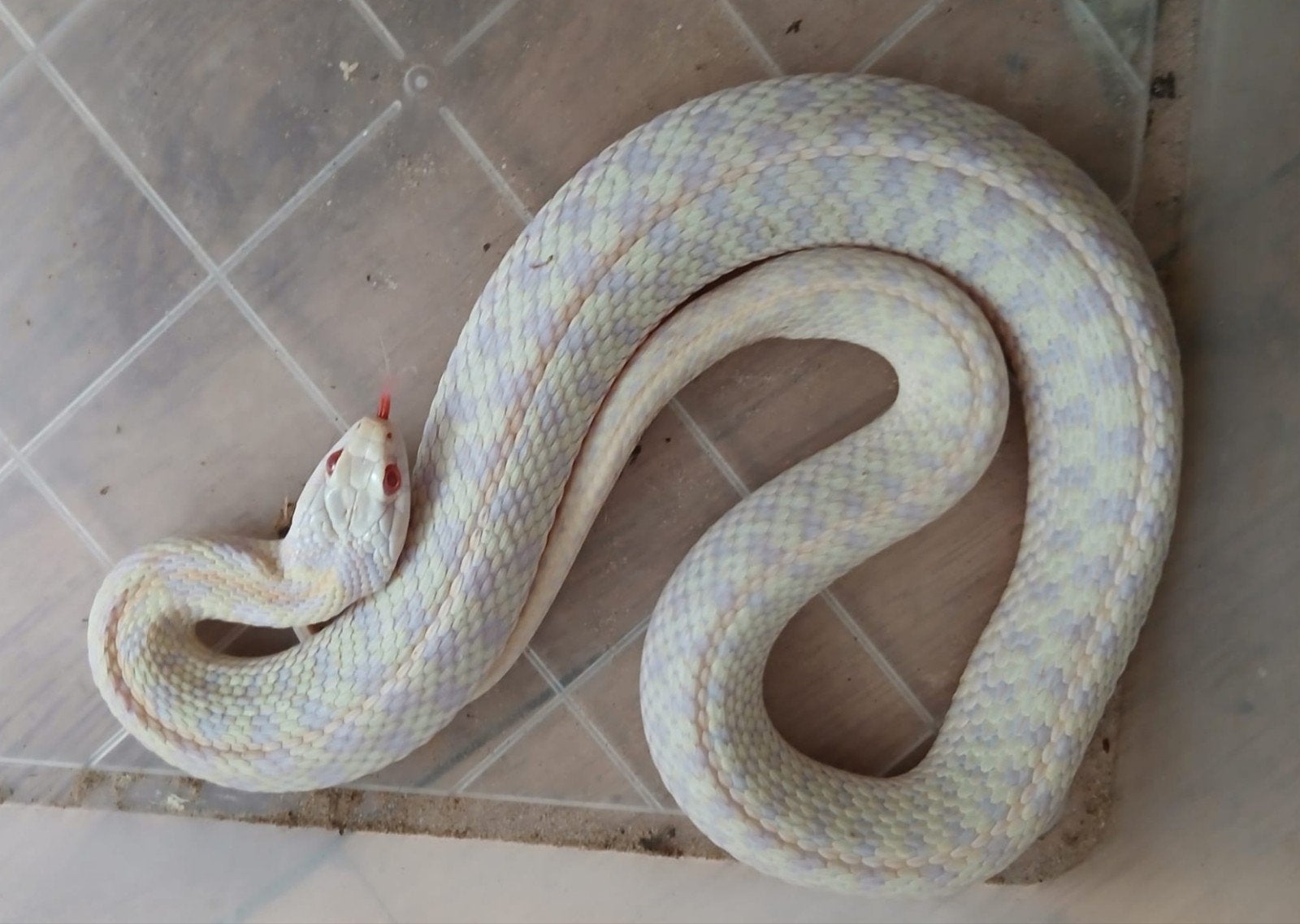 Albino thamnophis kousenbandslang, Dieren en Toebehoren, Slang