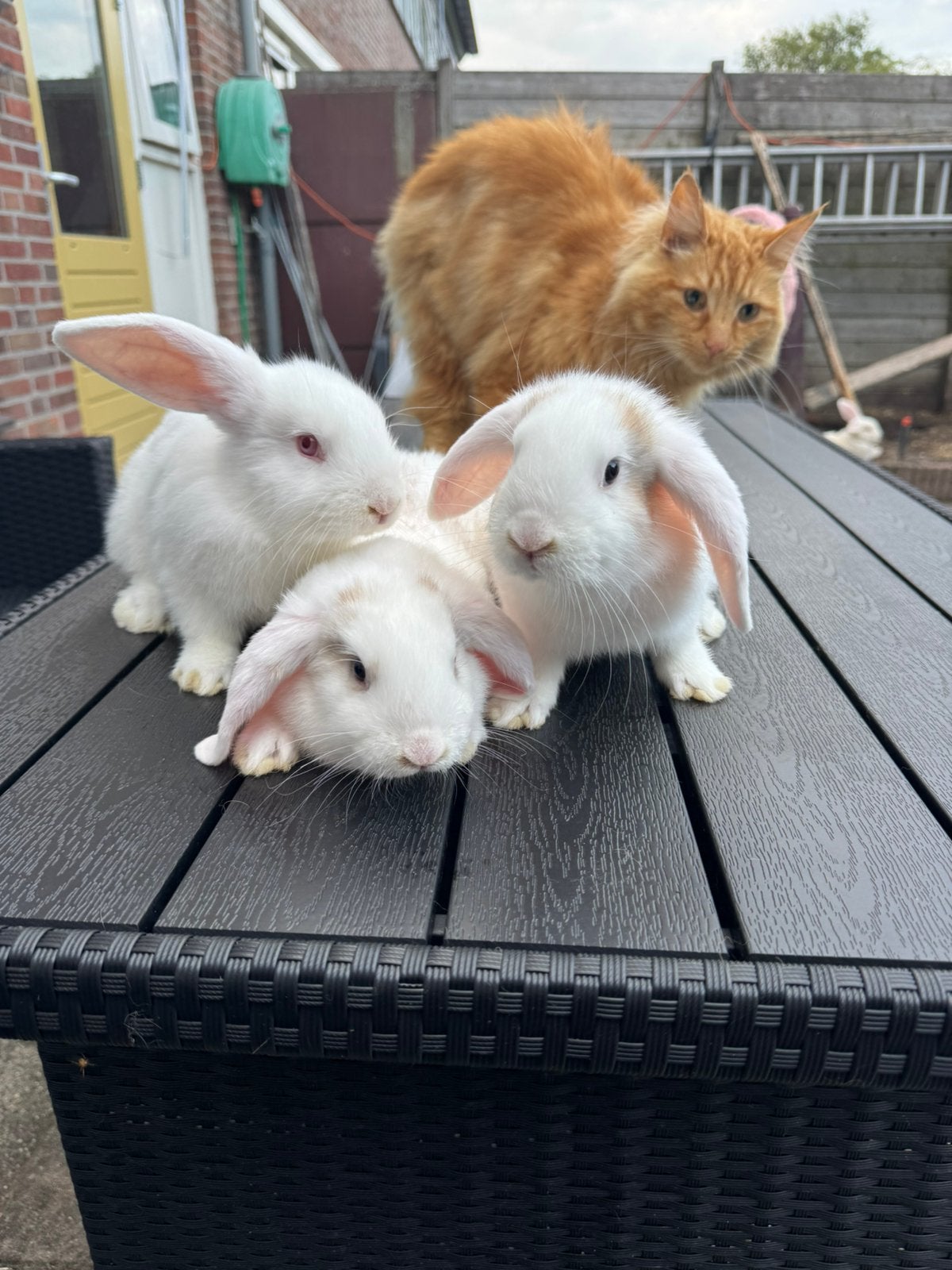 3 mannetjes konijnen, Dieren en Toebehoren, Mannelijk