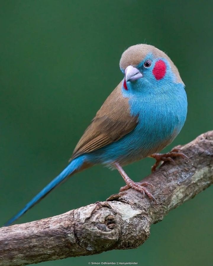 Nu beschikbaar blauw fazantjes, Meerdere dieren, Tropenvogel, Geringd