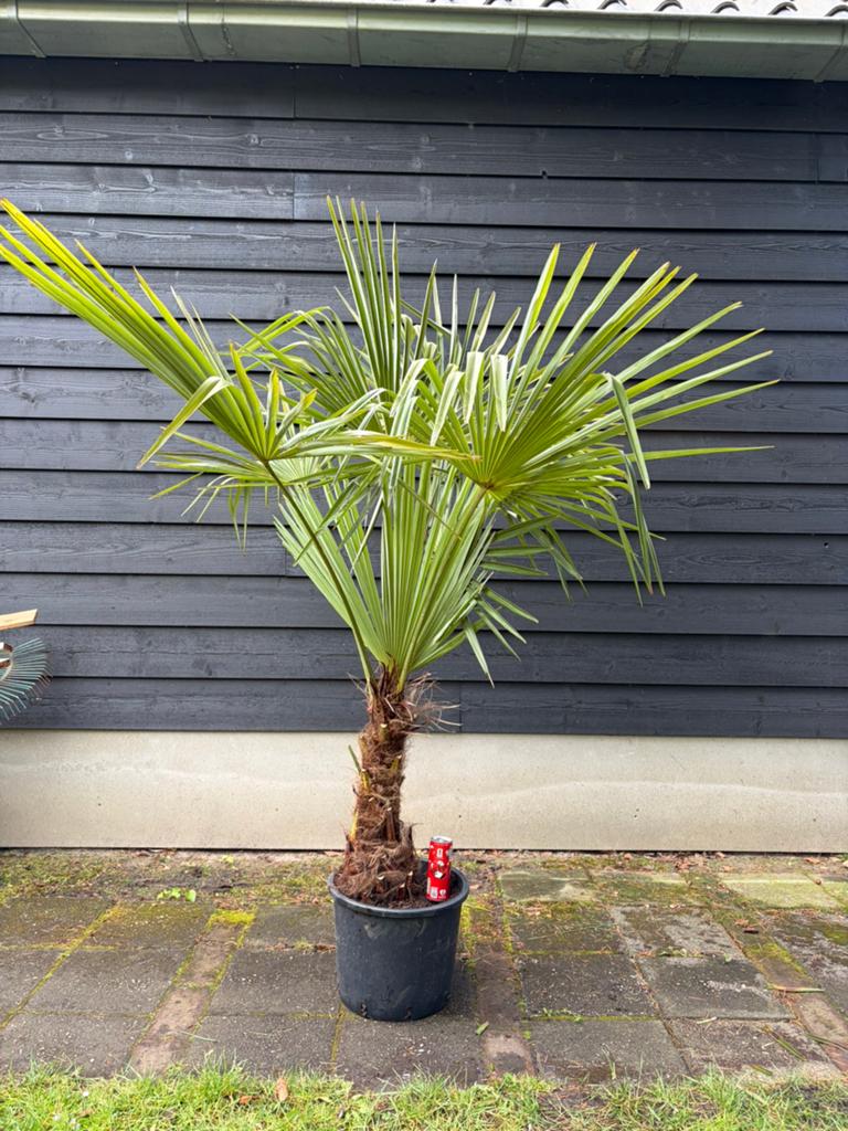 Trachycarpus Fortunei winterharde palmboom, Tuin en Terras, Planten | Bomen, 100 tot 250 cm, Zomer, Palmboom, Ophalen