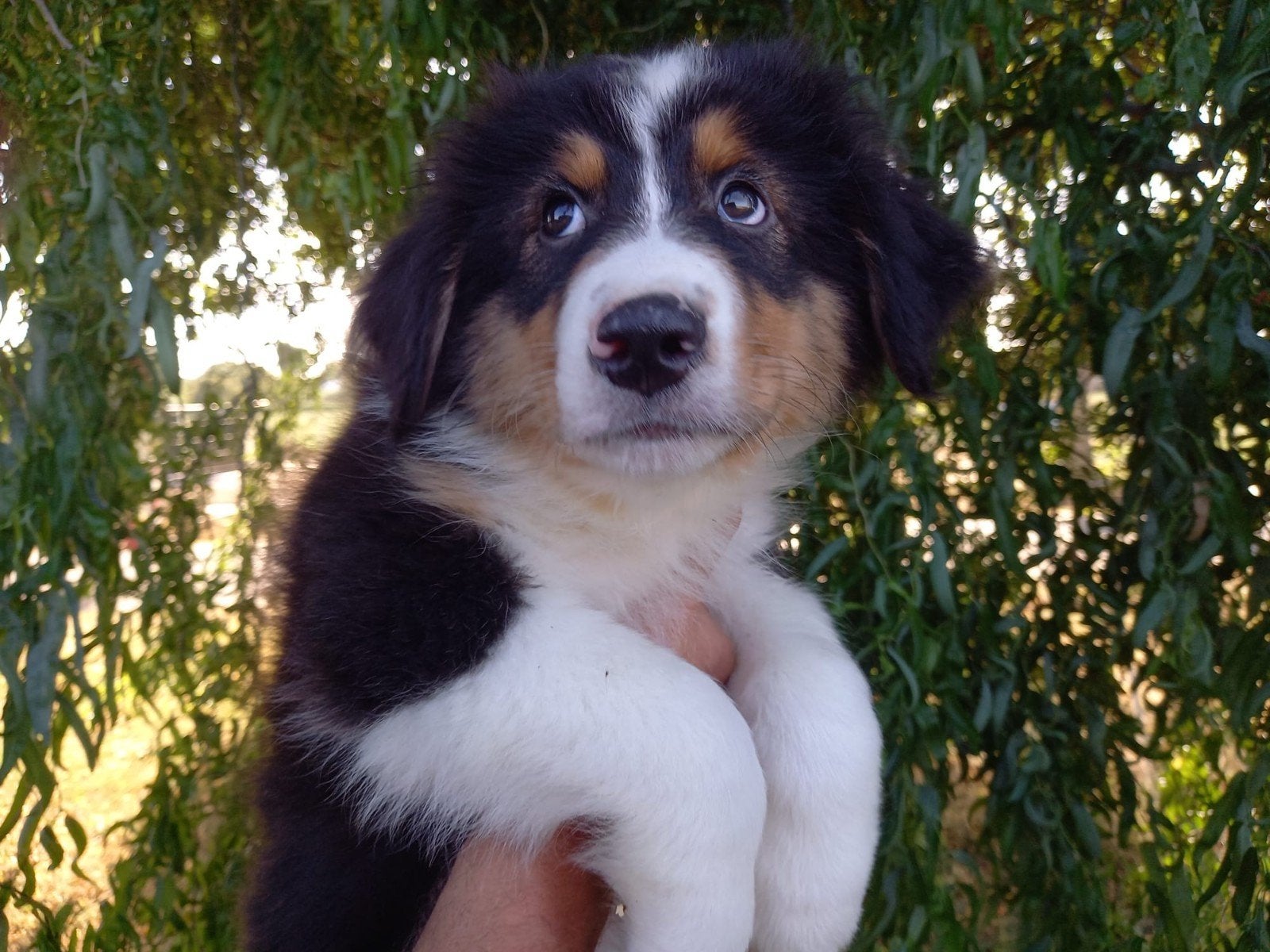 Australian Shepherd pup, Dieren en Toebehoren, Honden | Herdershonden en Veedrijvers, Reu, 8 tot 15 weken, Eén hond, Herder