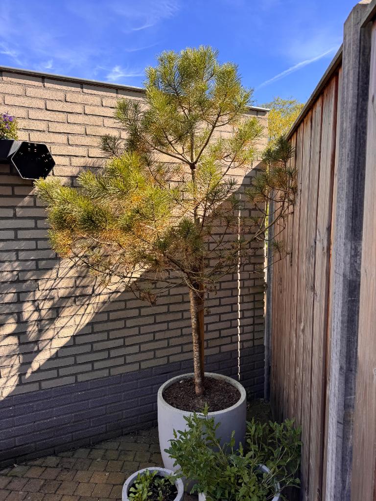 Naaldboom moet weg, Tuin en Terras, Planten | Bomen, Bloeit niet, Halfschaduw, Overige soorten, 100 tot 250 cm
