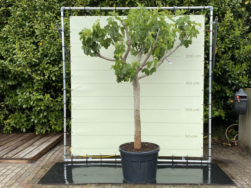 Vijgenboom - stamomvang 30-40 cm - zoete groene vijg, 100 tot 250 cm, Zomer, Volle zon, In pot