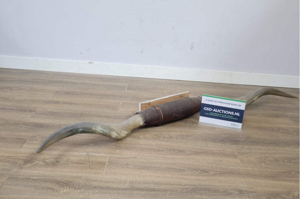 Longhorn hoorns, Ophalen of Verzenden