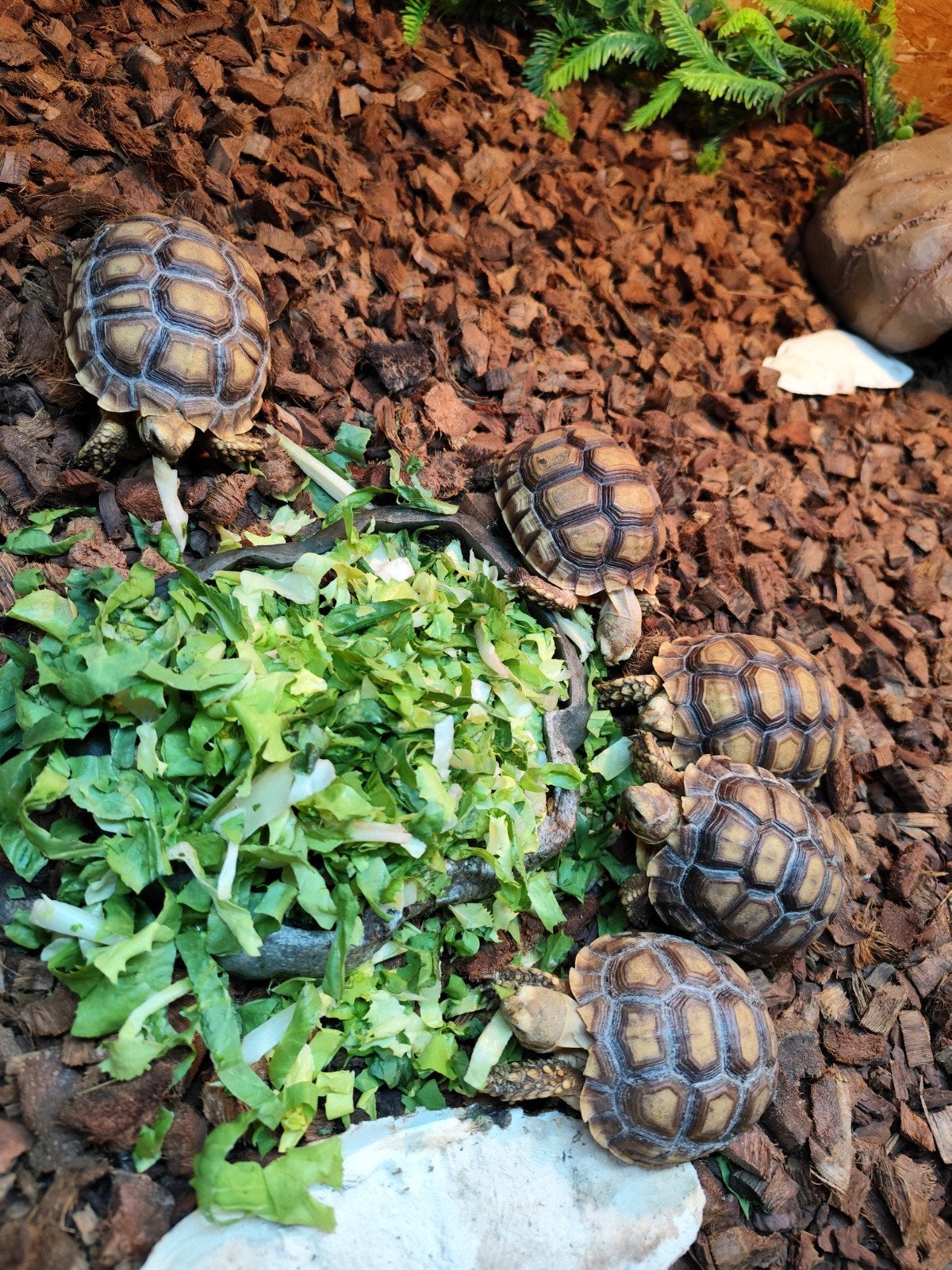 Sulcata schildpadden (Afrikaanse spoorschildpad) 1 jaar oud, Dieren en Toebehoren, Reptielen en Amfibieën, Schildpad, 0 tot 2 jaar