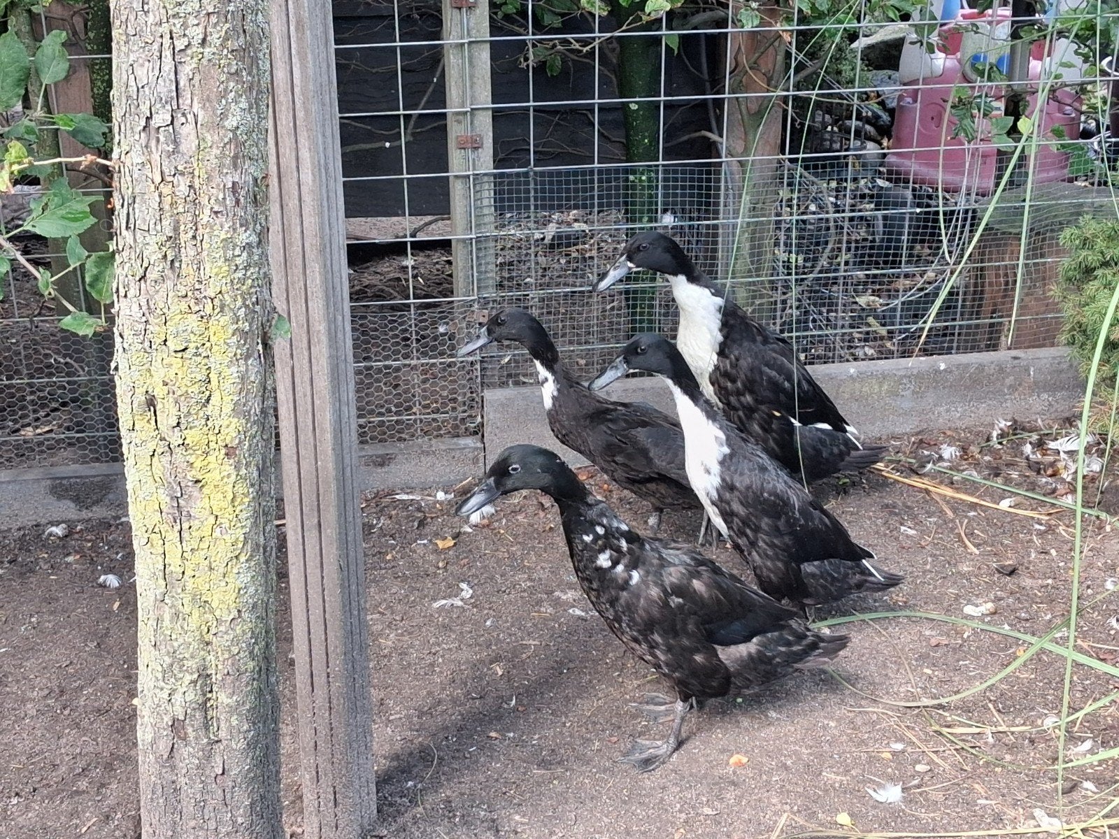 3 vrouwtjes loopeenden te koop, Vrouwelijk, Eend