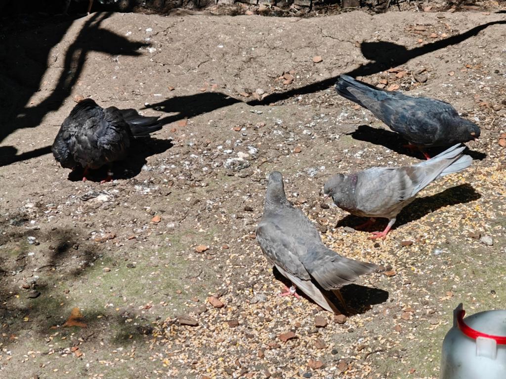 Duiven rollers gratis gratis, Dieren en Toebehoren, Vogels | Overige Vogels, Meerdere dieren