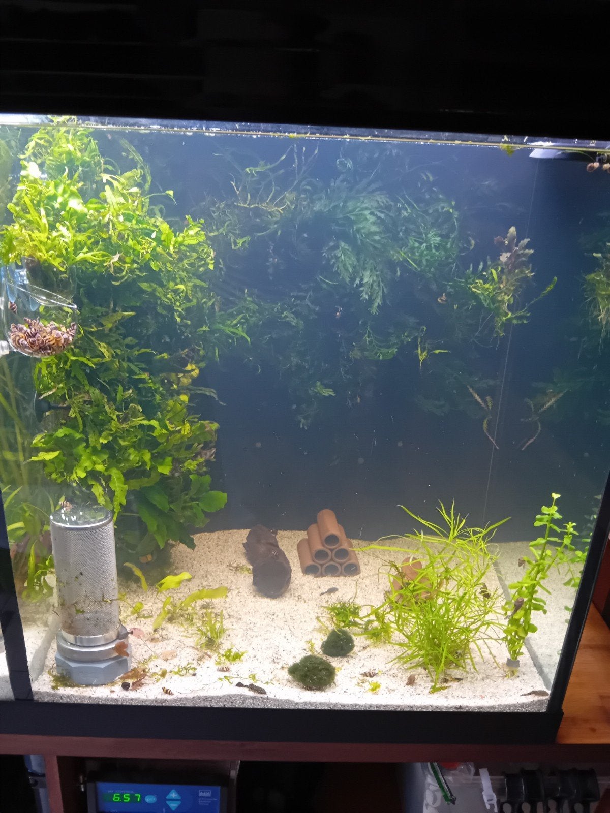 Verschillende varens €2.50 per grote stek Alleen ophalen, Dieren en Toebehoren, Ophalen, Plant(en), Steen of Hout