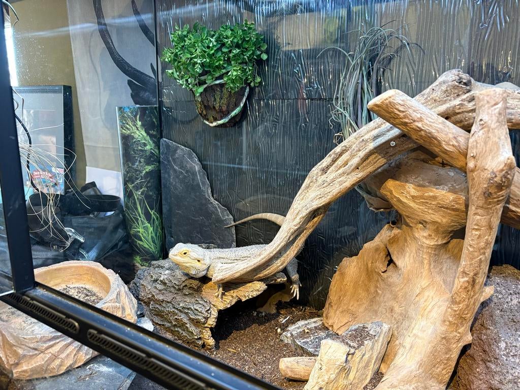 Baardagame vrouwtjes met terrarium, Dieren en Toebehoren, Reptielen en Amfibieën, Hagedis, Met terrarium, 3 tot 6 jaar