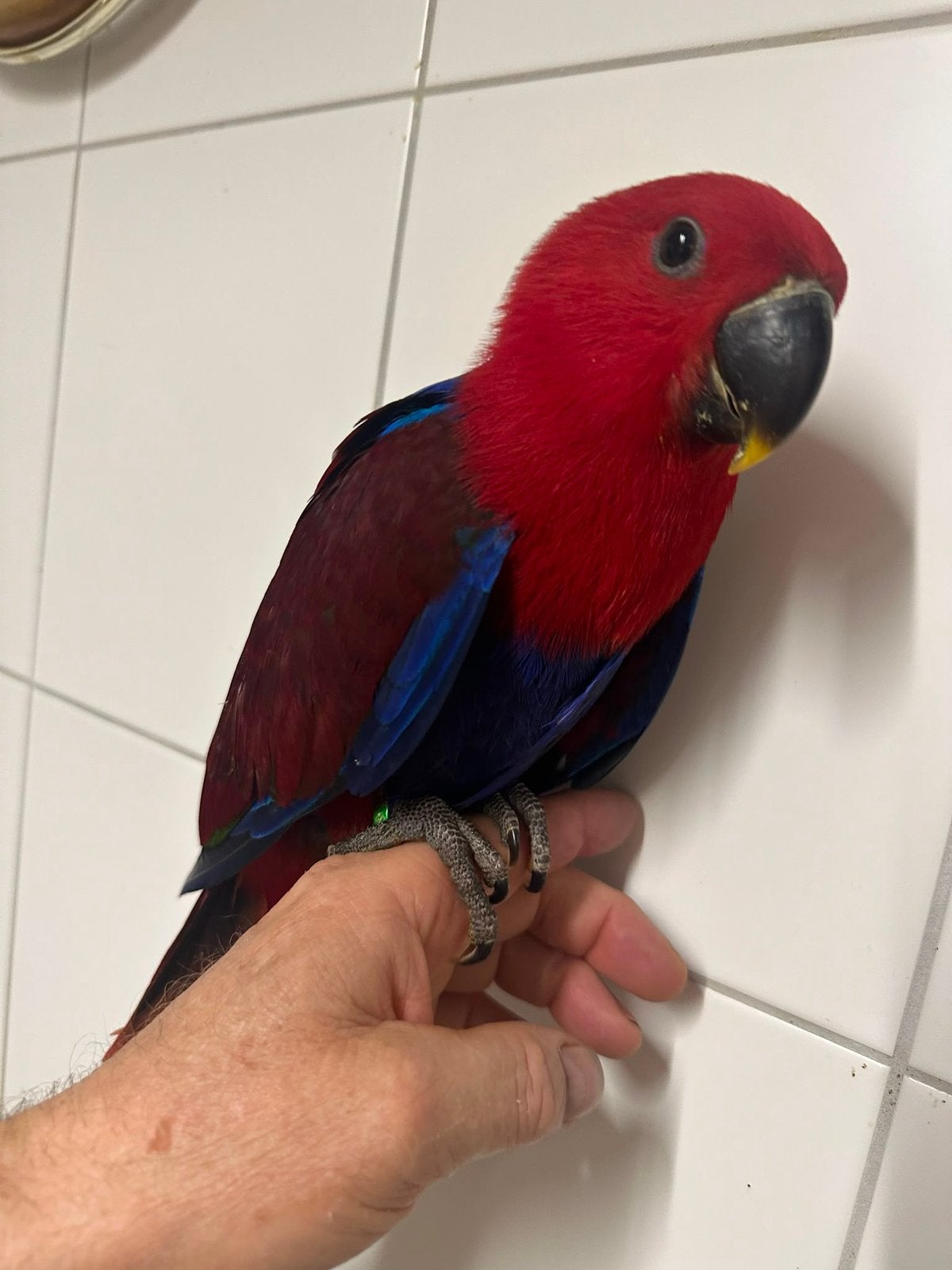 Lieve jonge tamme eigen kweek Edelpapegaai pop 15 weken, Dieren en Toebehoren, Vogels | Parkieten en Papegaaien, Vrouwelijk, Papegaai