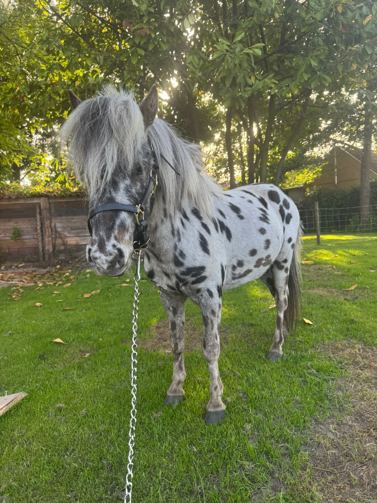 Super gaaf panterbond appalosa hengst volle papieren, Dieren en Toebehoren, Hengst, A pony (tot 1.17m), 0 tot 2 jaar