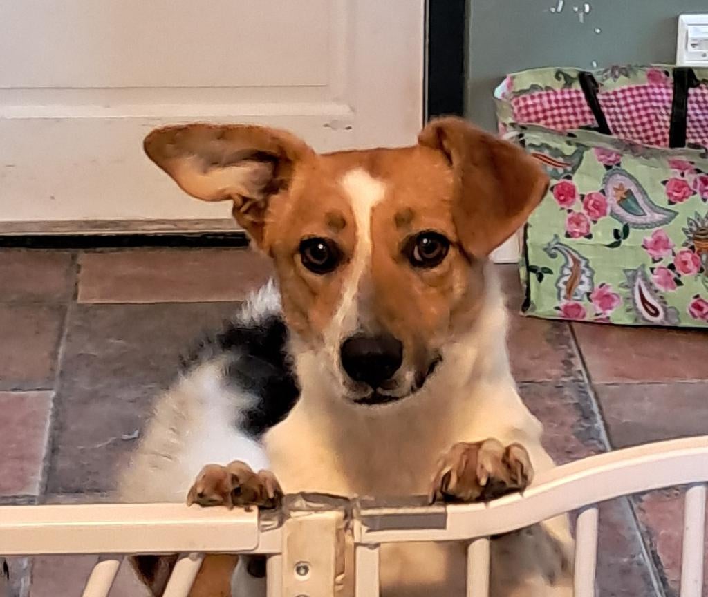 Jacky zoekt baasje, Dieren en Toebehoren, Honden | Niet-rashonden, Particulier, Reu, Buitenland, Parvo