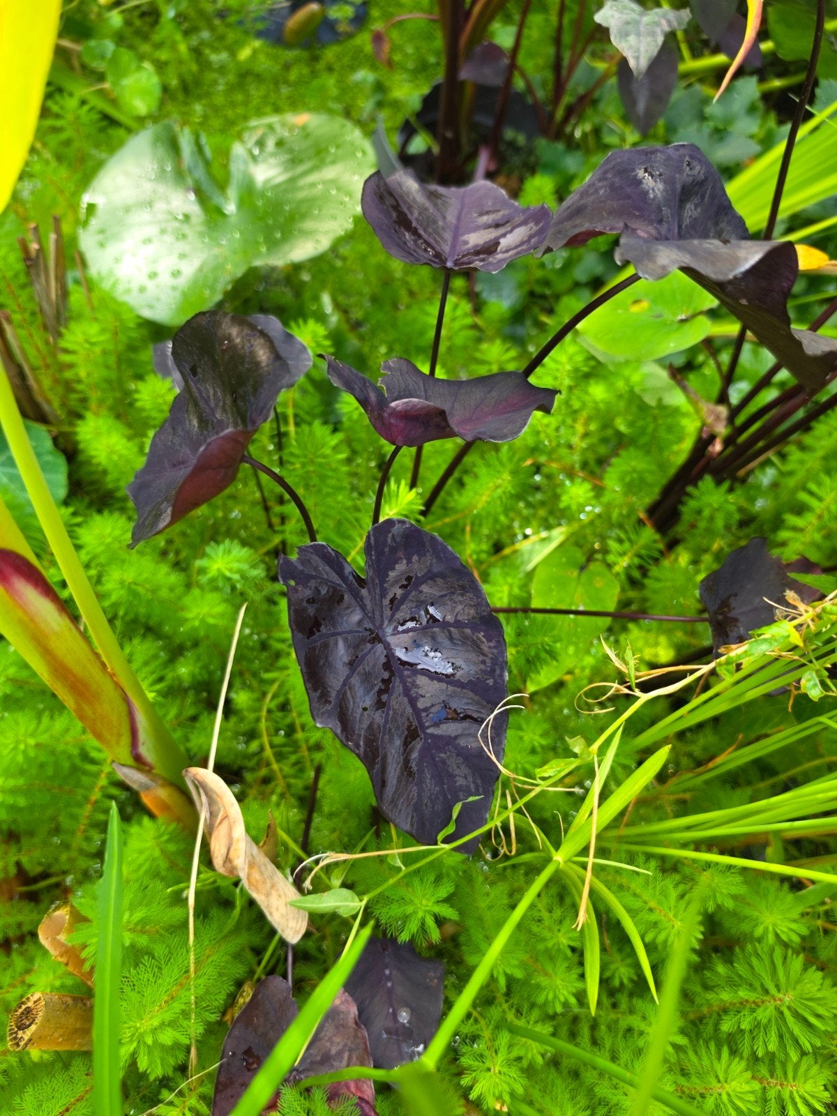 alocasia black magic