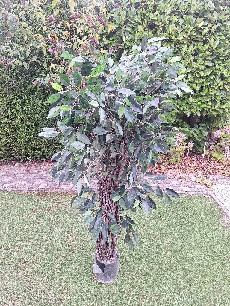 Mooie kunstplant Ficus Liana (160cm) echte houten stam, Huis en Inrichting, Ophalen, Binnen, Groen, 160 cm