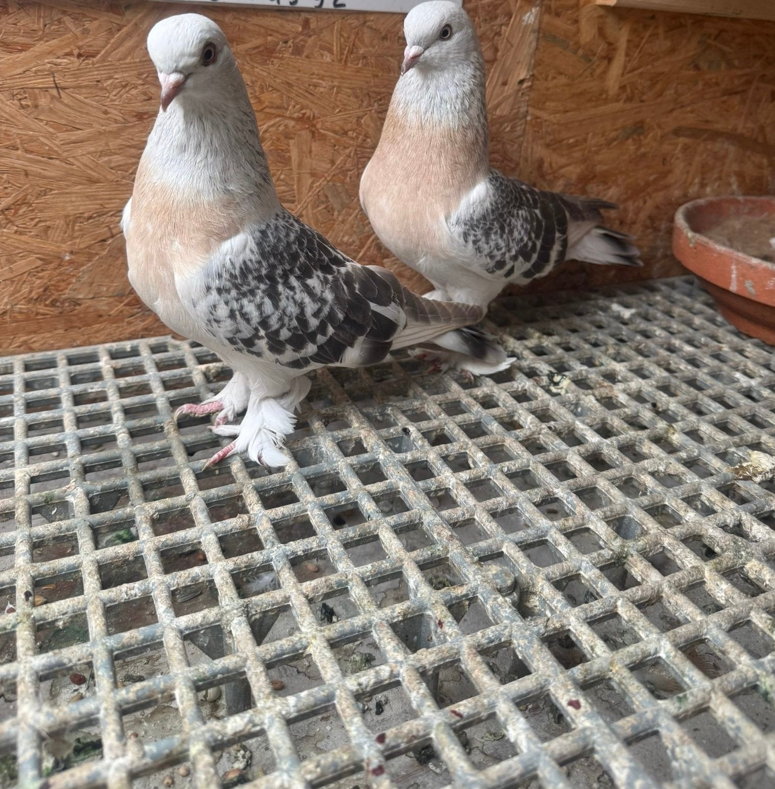 Takla koppel, Dieren en Toebehoren, Meerdere dieren, Eend